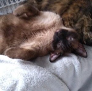 Meet your Posher, Lisa